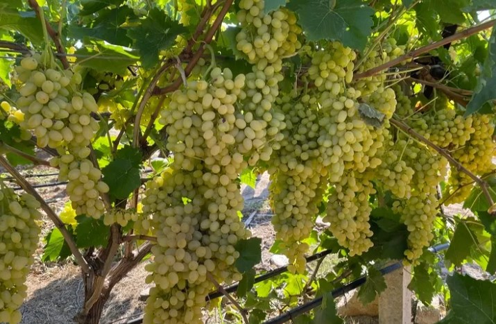 Sultani çekirdeksiz üzüm ihracata gün sayıyor